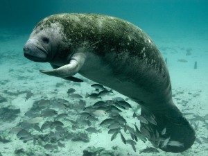 SUP and Sunburns: Searching for Manatees