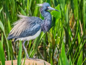 Birds With Mohawks…and Alligators!