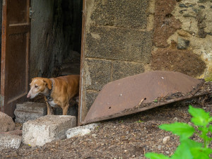 The Lonely Dog That Lives In a Volcano