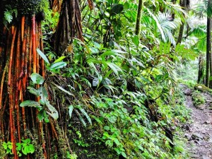 Hiking the El Yunge Rainforest